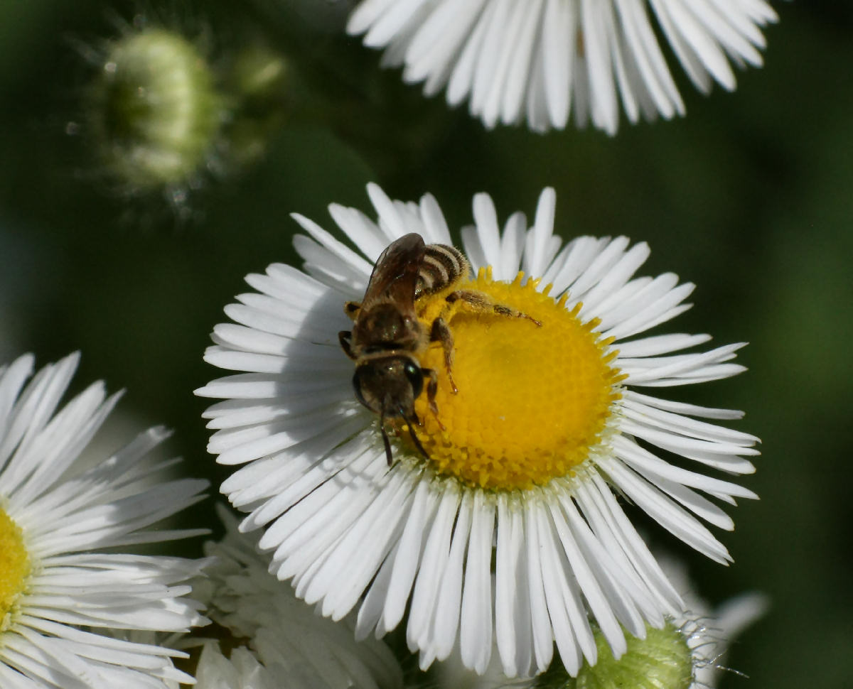 Apidae Halictinae